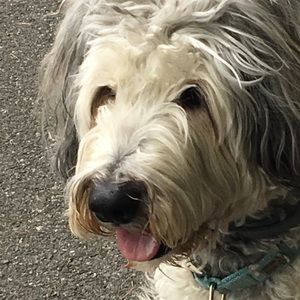 Meet your Posher, Vinnie